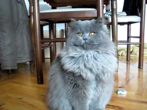 Blue Persian Cat - Youtube | Persian Cat, Cats, Persian Kittens