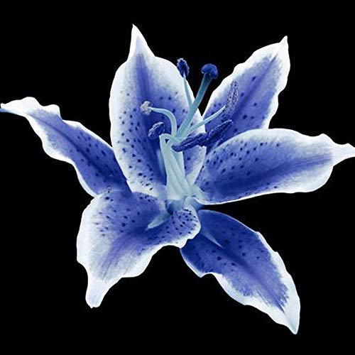 Rare Blue Lily 2 Bulbs: Blue Heart Lily Bulbs, Not Seed, Real Lily Flowers,  Royal Blue Heart Lily Perennial Lily Bulbs For Fall Planting : Amazon.Ca:  Patio, Lawn & Garden