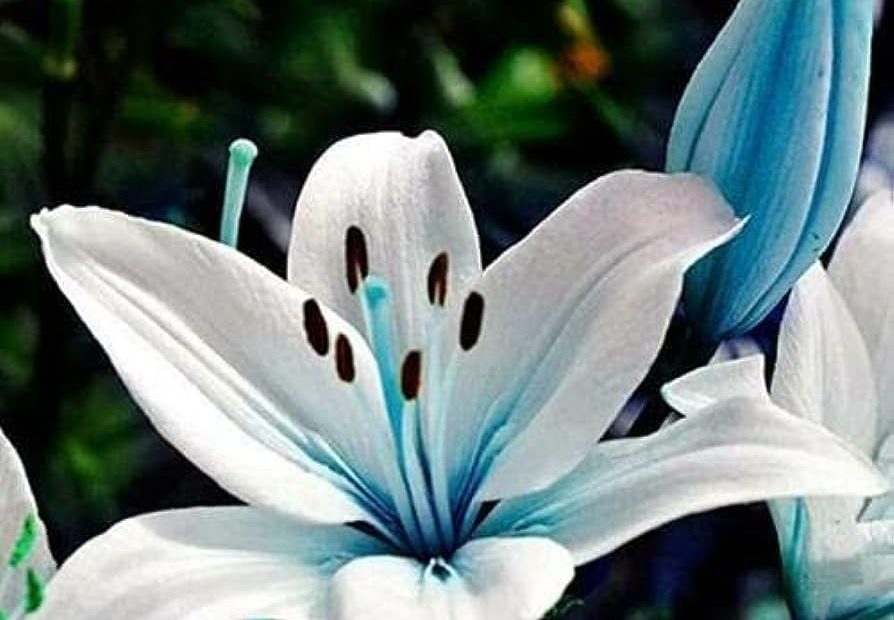 Amazon.Com : Lily Seeds|100 Seeds Rare Blue Heart Lily Plant Seeds|  Heirloom Lilium Lily Flower Fragrant Seeds For Planting Home Bonsai Garden  Decor : Patio, Lawn & Garden