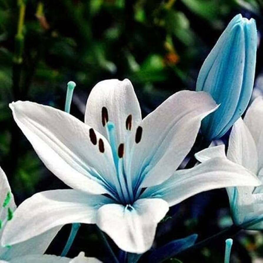 Amazon.Com : Lily Seeds|100 Seeds Rare Blue Heart Lily Plant Seeds|  Heirloom Lilium Lily Flower Fragrant Seeds For Planting Home Bonsai Garden  Decor : Patio, Lawn & Garden