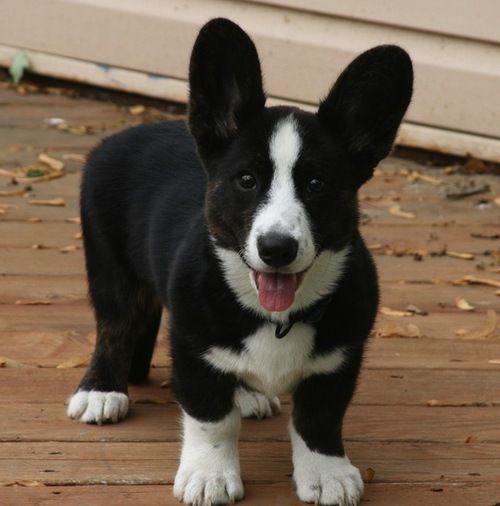 Black And White Corgi Puppy Top Sellers - Benim.K12.Tr 1691372852