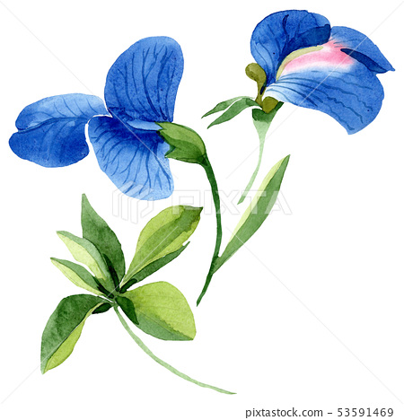 Blue Sweet Pea Floral Botanical Flowers.... - Stock Illustration [53591469]  - Pixta