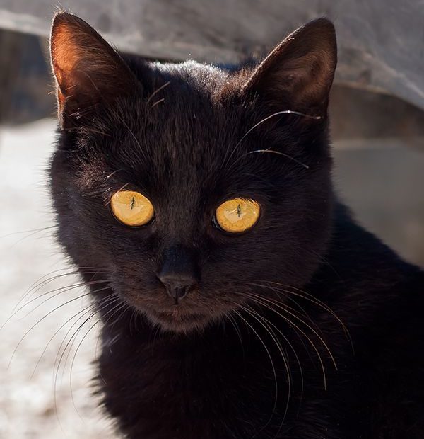 Get To Know The Bombay: A Mini Panther With A Charming Nature - Catster