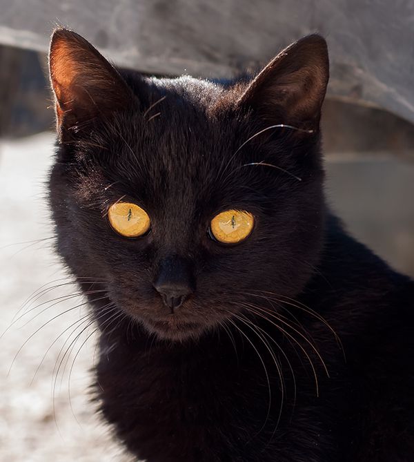 Get To Know The Bombay: A Mini Panther With A Charming Nature - Catster