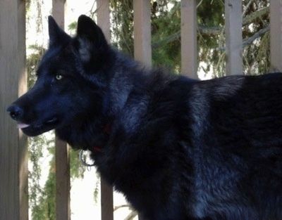 Varg A Black-Phase Upper Mid Content Wolfdog. Wolfdog Information And  Pictures | Wolf Dog, Wolf Hybrid, Hybrid Dogs