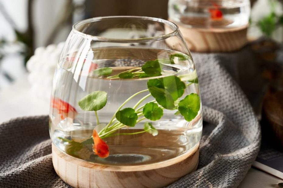 Amazon.Com : Zwmbyn Glass Fish Bowl Vase With Detachable Wood Base, Betta  Fish Tank Clear Glass Round Bubble Bowl Flower Vase, Hydroponic Plant  Terrarium Aquarium Goldfish Bowl For Centerpieces Home Office Decor :