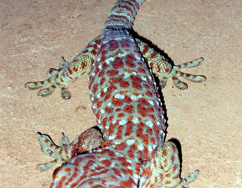 Tokay Gecko - Wikipedia