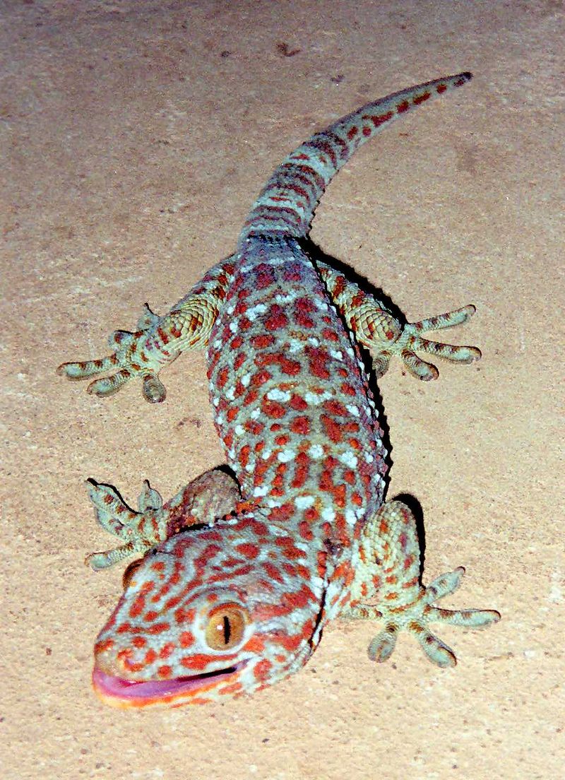 Tokay Gecko - Wikipedia