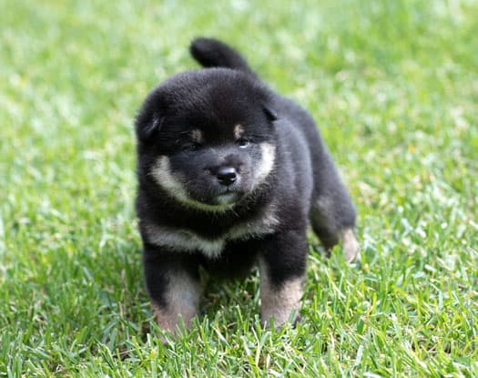 Black And Tan Shiba Inu Facts And Information | My First Shiba Inu