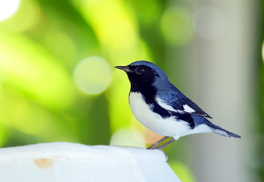 Identifying Warblers In The Caribbean – Birdscaribbean