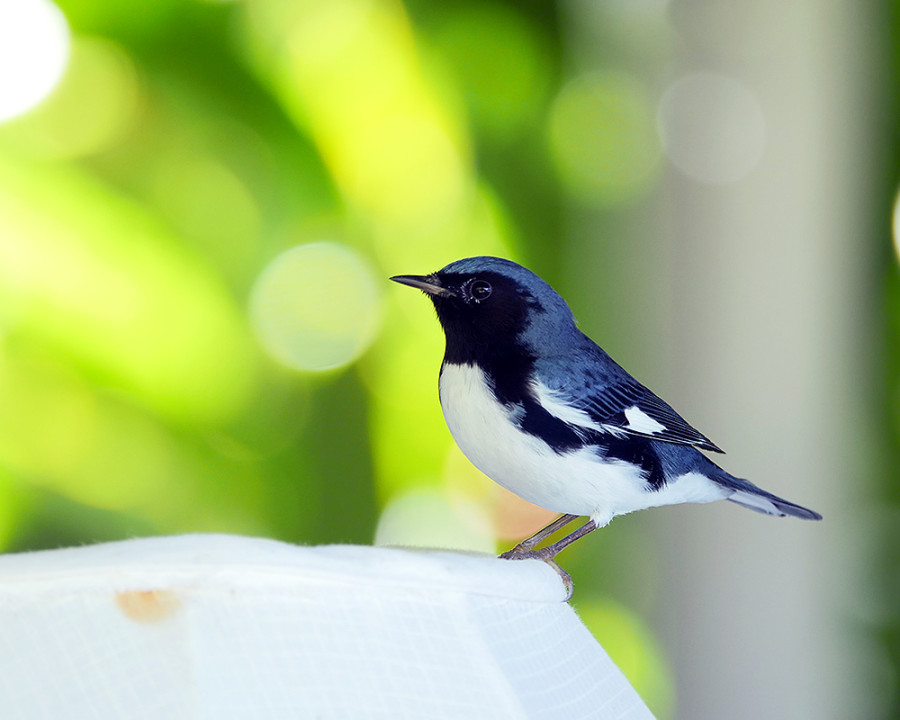 Identifying Warblers In The Caribbean – Birdscaribbean