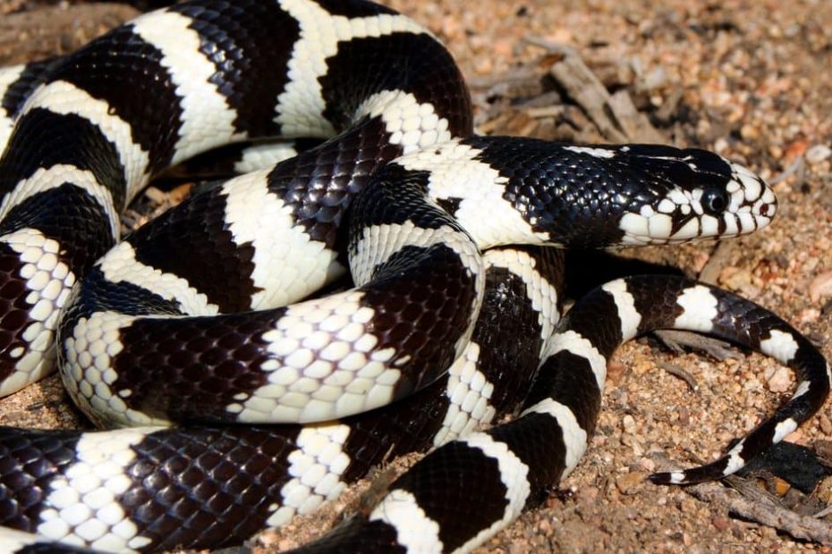 Discover 9 Black And White Snakes: Types And Where They Live - Az Animals