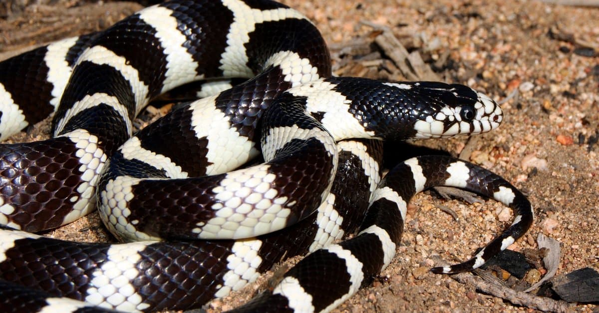 Discover 9 Black And White Snakes: Types And Where They Live - Az Animals