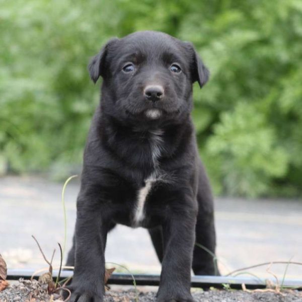 Black Lab Corgi Mix Puppies For Sale