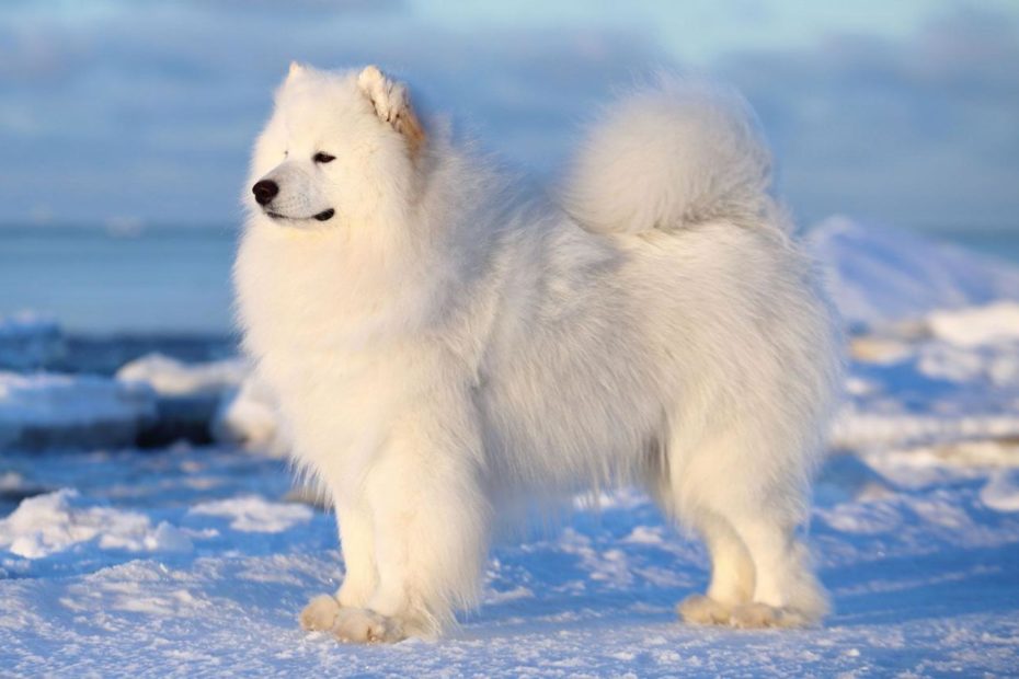 Samoyed | Description, Temperament, Images, & Facts | Britannica