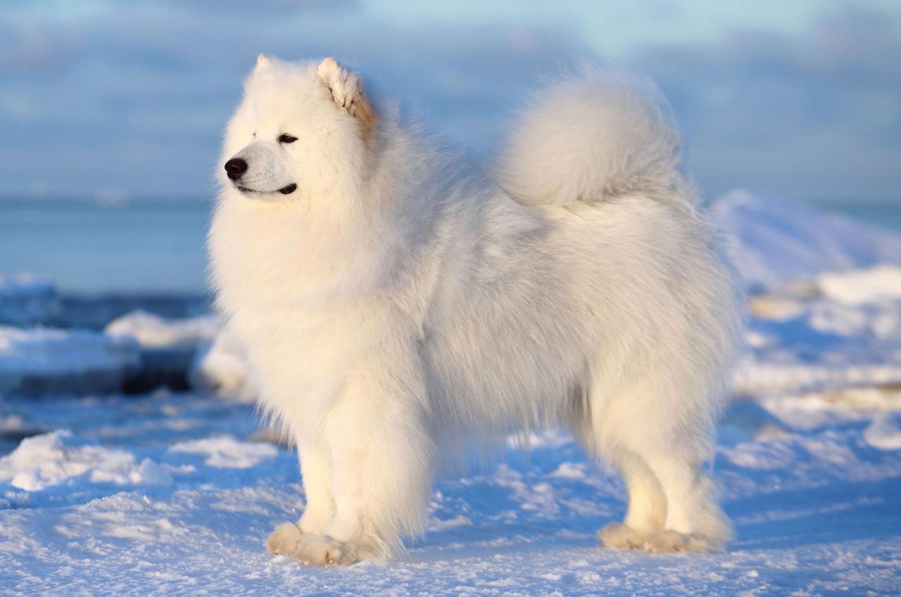 Samoyed | Description, Temperament, Images, & Facts | Britannica