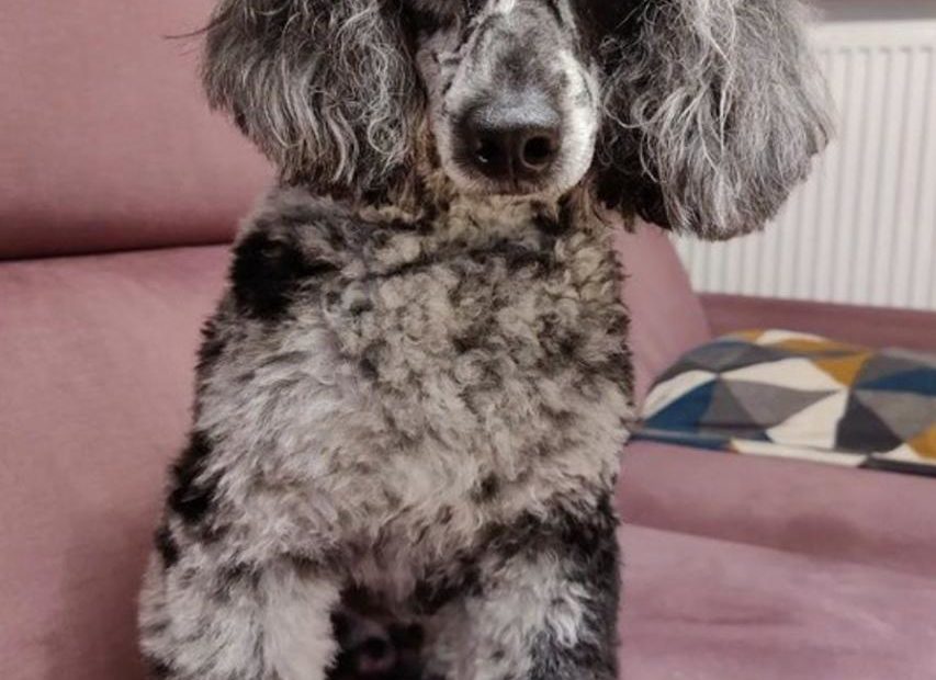 Merle Poodle Guide: Blue, Chocolate, Red & Phantom Merle!