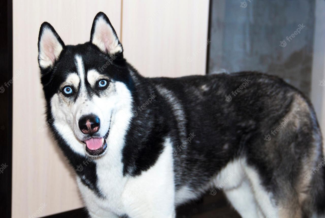 Premium Photo | Black And White Husky Dog With Blue Eyes. Siberian Husky.