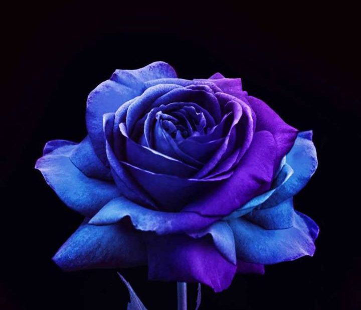 Download Blue And Purple Rose Flower Apple Wallpaper | Wallpapers.Com