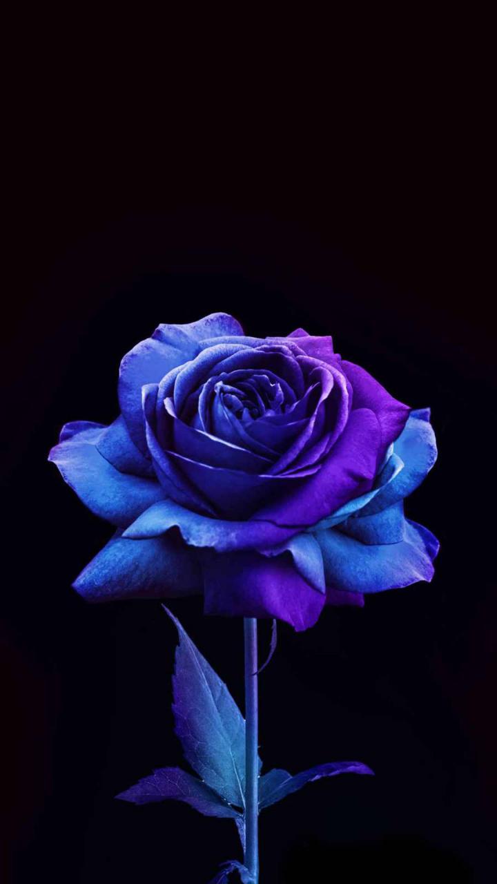 Download Blue And Purple Rose Flower Apple Wallpaper | Wallpapers.Com