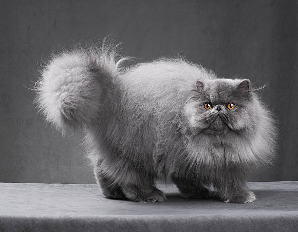 Blue Persian Cat Stock Photo - Download Image Now - Persian Cat, Domestic  Cat, Blue - Istock