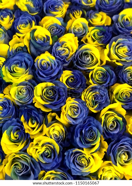 Blue Yellow Roses Stock Photo 1150165067 | Shutterstock