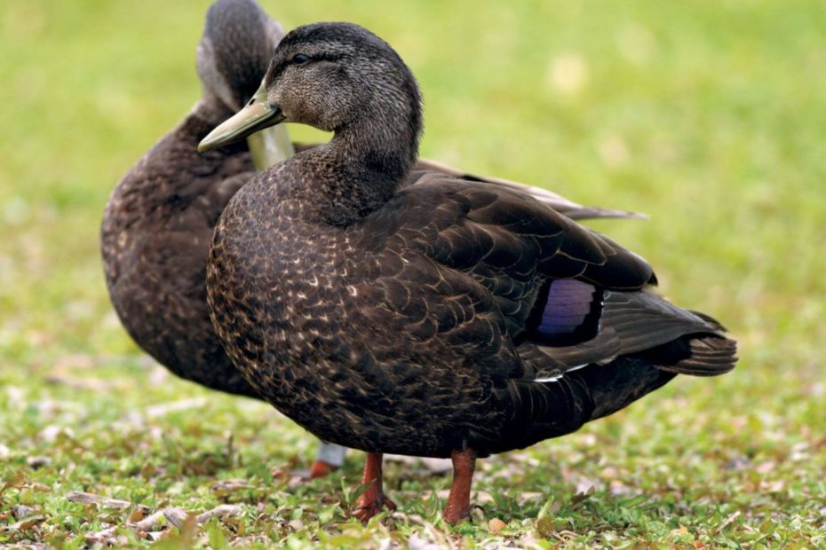 Black Duck | Wildfowl, Waterfowl, Mallard | Britannica