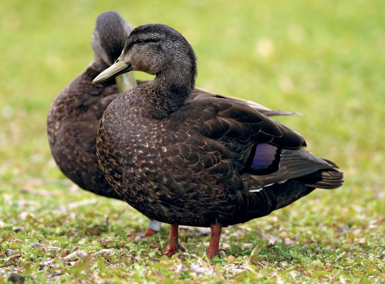 Black Duck | Wildfowl, Waterfowl, Mallard | Britannica