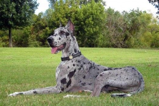 5 Dog Breeds That Can Have A Merle Coat | Great Dane Dogs, Dane Puppies,  Dane Dog