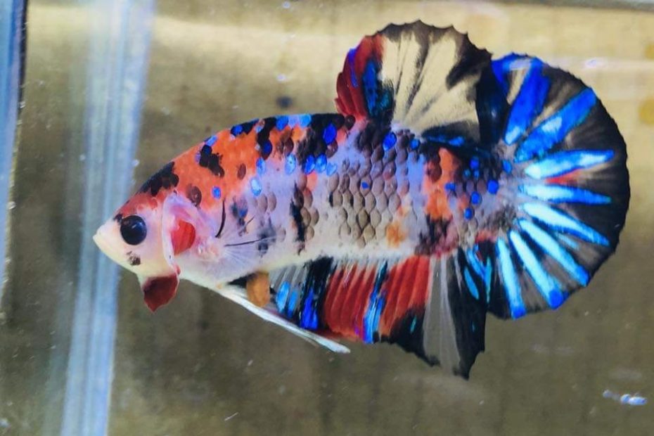 Natural Galaxy Koi Hmpk Betta Fish, Packaging Type: Oxygen Packing