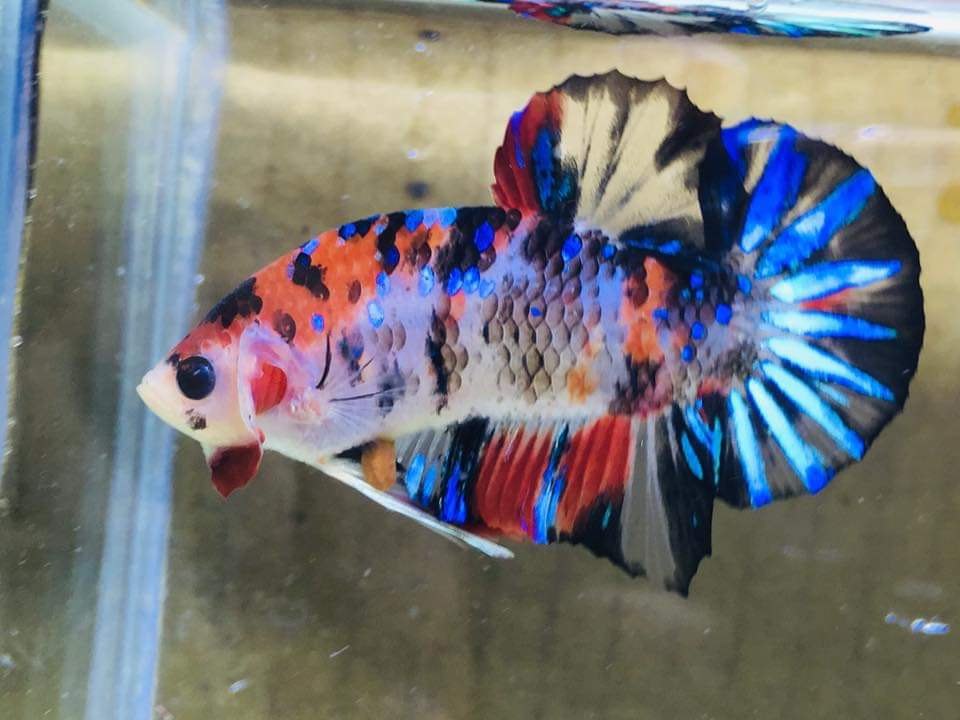 Natural Galaxy Koi Hmpk Betta Fish, Packaging Type: Oxygen Packing