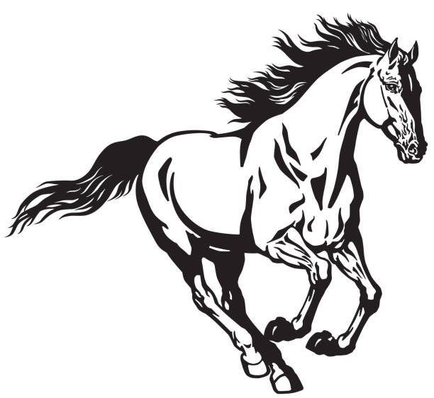 Galloping Horse Black And White Stock Illustration - Download Image Now -  Horse, Running, Mustang - Wild Horse - Istock
