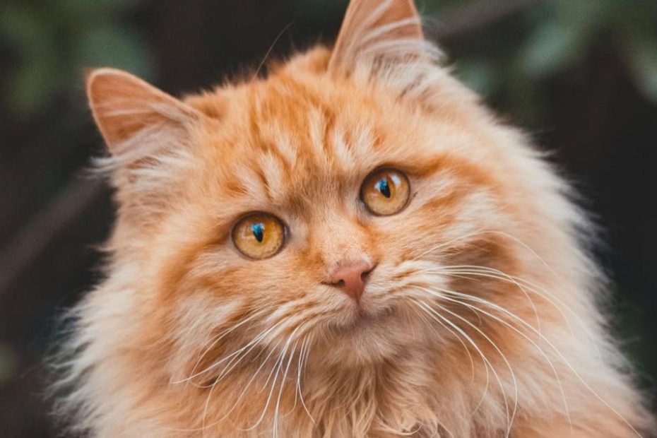 6 Fun Facts About Orange Tabby Cats – Meowingtons