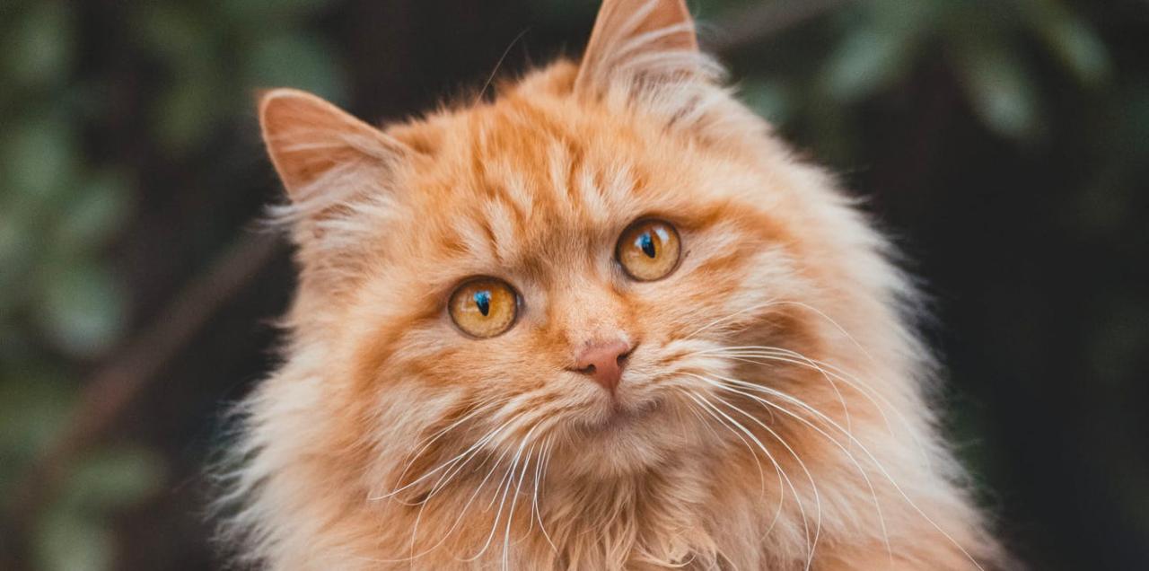 6 Fun Facts About Orange Tabby Cats – Meowingtons