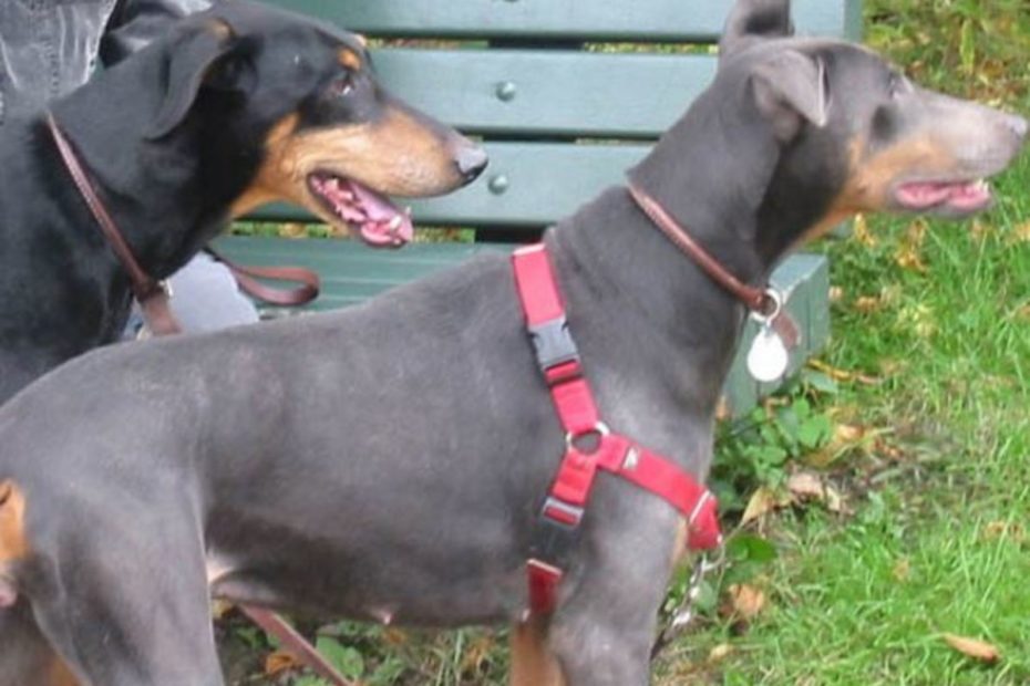 Understanding Blue Doberman Syndrome - Pethelpful