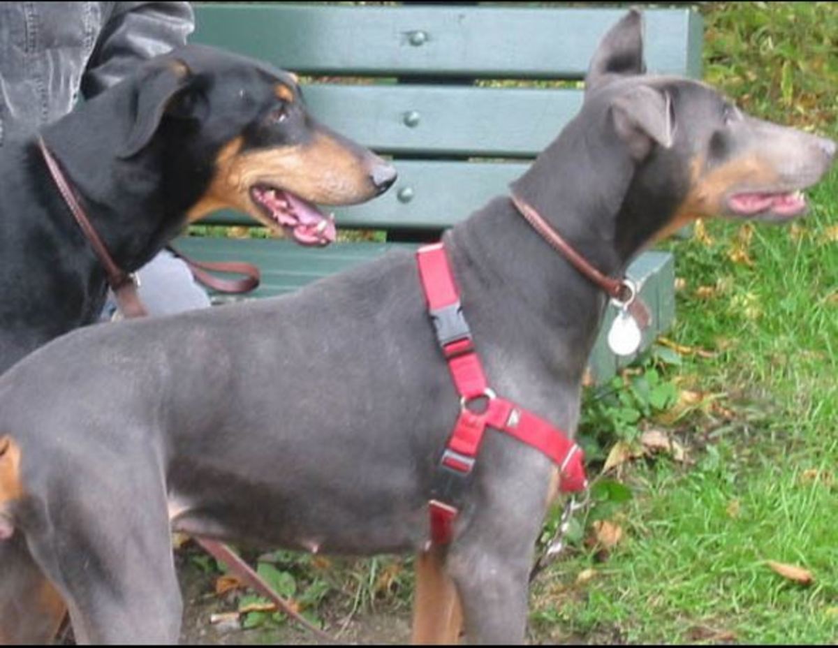 Understanding Blue Doberman Syndrome - Pethelpful