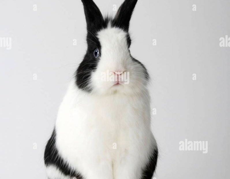 Black Rabbit And White Rabbits Hi-Res Stock Photography And Images - Alamy