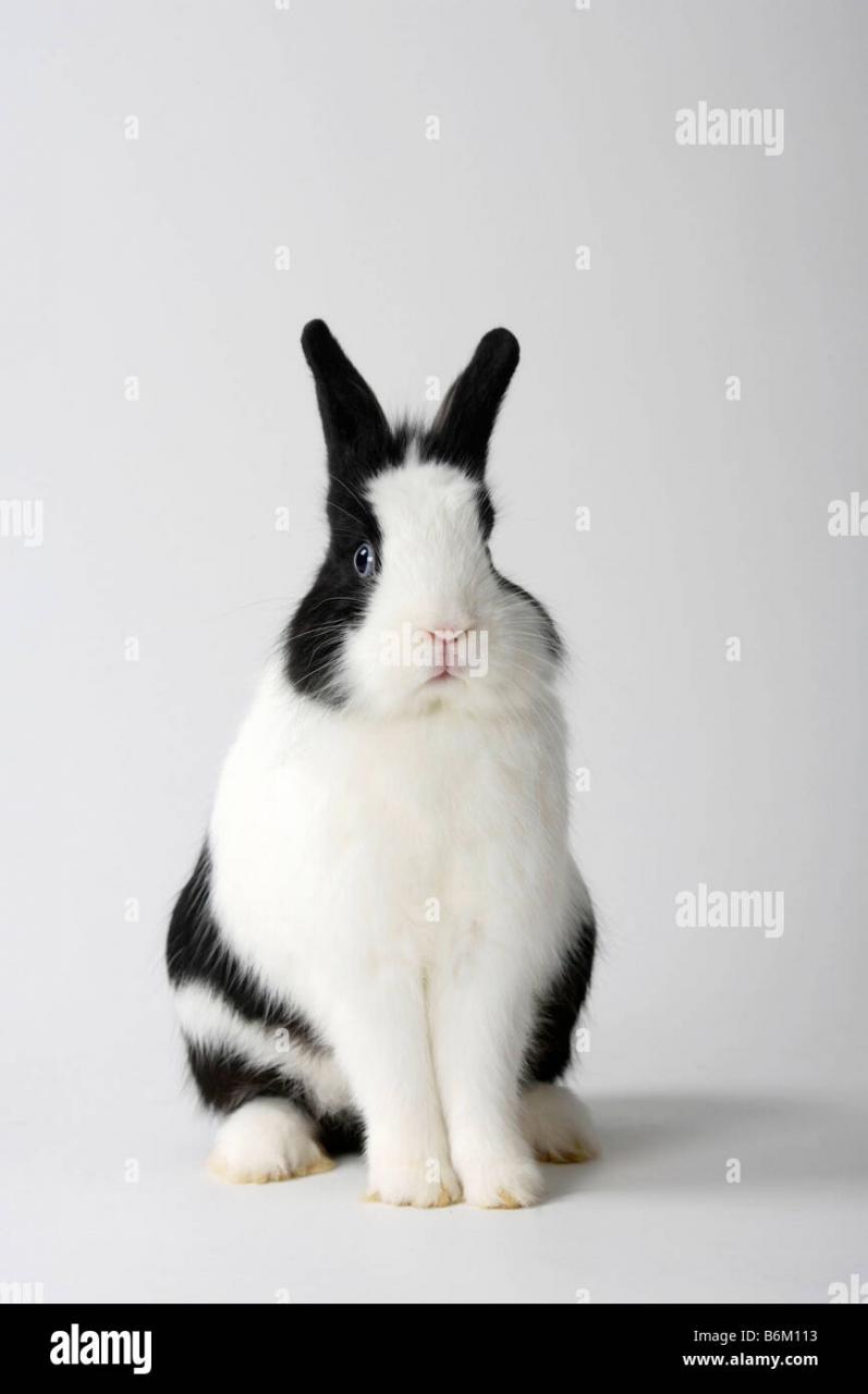 Black Rabbit And White Rabbits Hi-Res Stock Photography And Images - Alamy