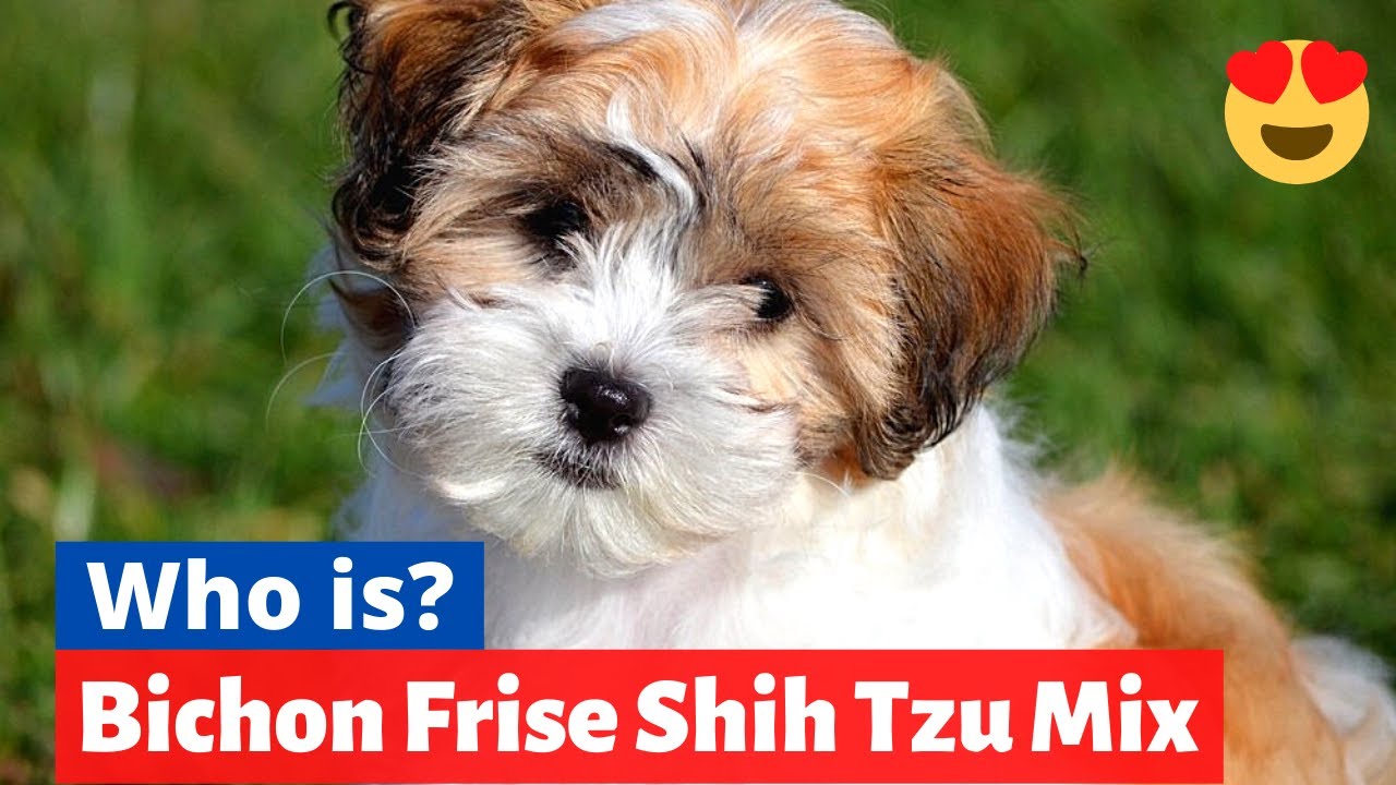 Bichon Frise Shih Tzu Mix (Shichon) : Should You Get This Cross Breed?  Shichon Facts, Size And Info - Youtube