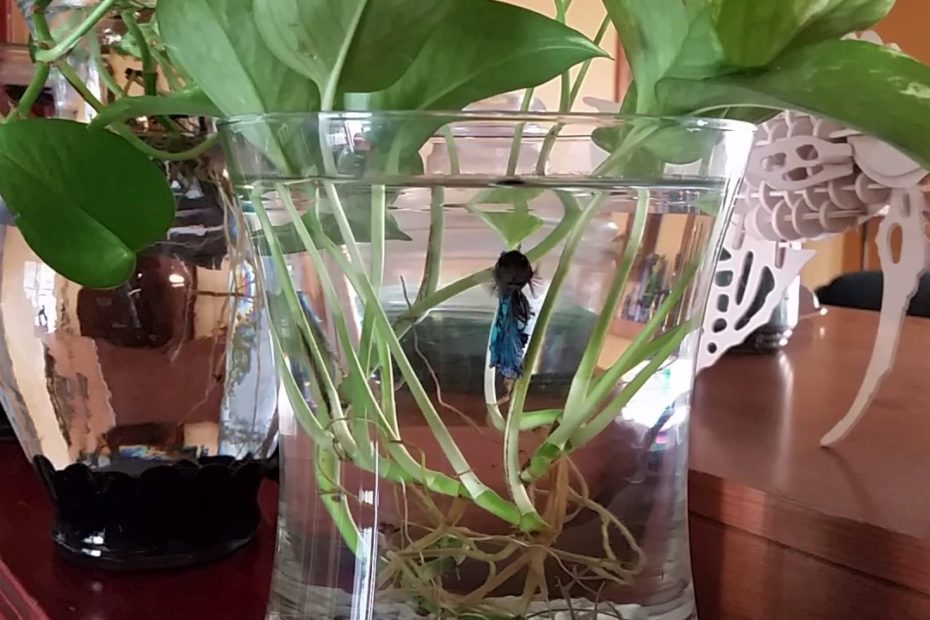 Betta Fish In Vase: A Brief How-To Explainer