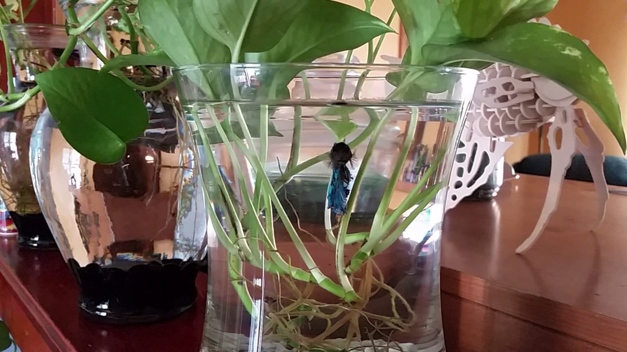 Betta Fish In Vase: A Brief How-To Explainer