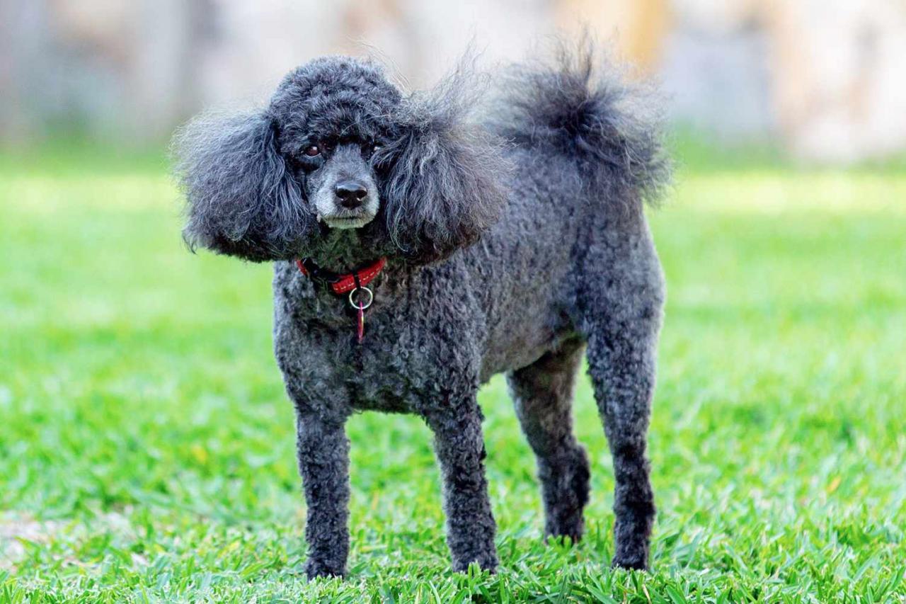 Miniature Poodle Dog Breed Information & Characteristics