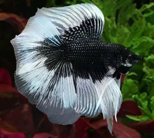 Black+ White Tell Imported Full Moon Betta Fish, Packaging Type: Box, Size:  Midium