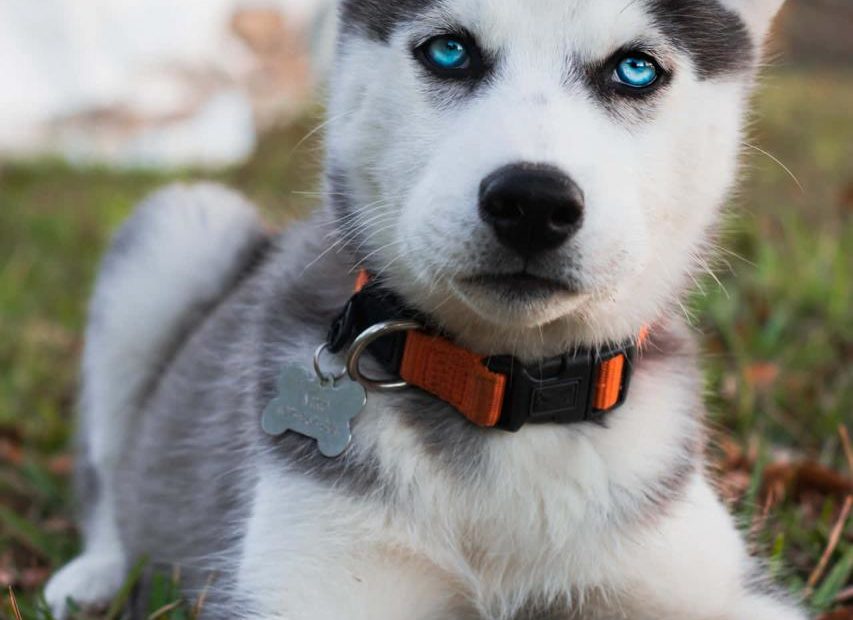 Download Siberian Husky Puppy With Blue Eyes Wallpaper | Wallpapers.Com