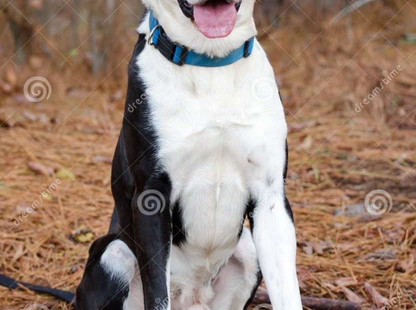 Sit Dog, Boxer Lab Mix Dog, Black And White Stock Photo - Image Of Sitting,  Husky: 82537622