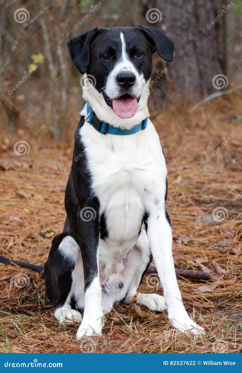 Sit Dog, Boxer Lab Mix Dog, Black And White Stock Photo - Image Of Sitting,  Husky: 82537622