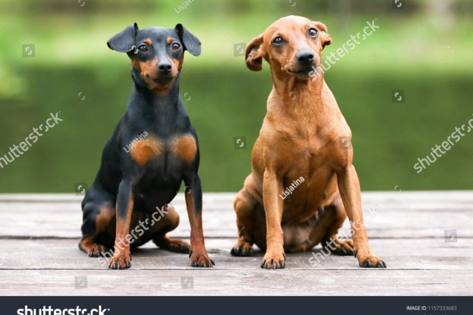 9,874 Miniature Pinscher Images, Stock Photos & Vectors | Shutterstock