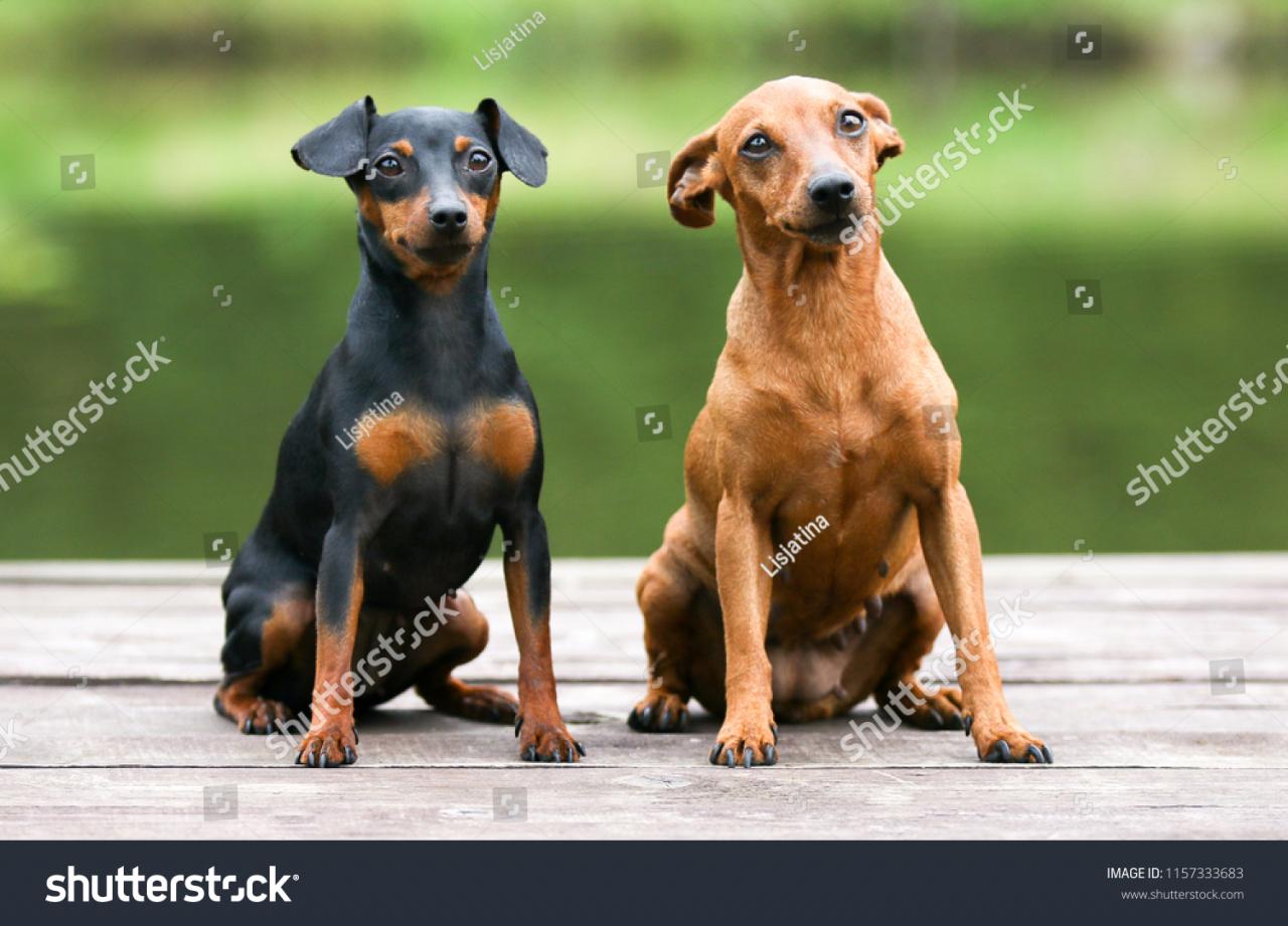 9,874 Miniature Pinscher Images, Stock Photos & Vectors | Shutterstock