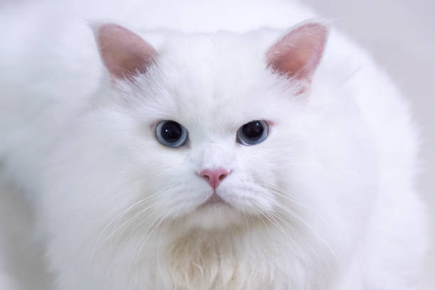 The White Persian Cat Stock Photo - Download Image Now - Persian Cat, Blue  Eyes, Animal - Istock