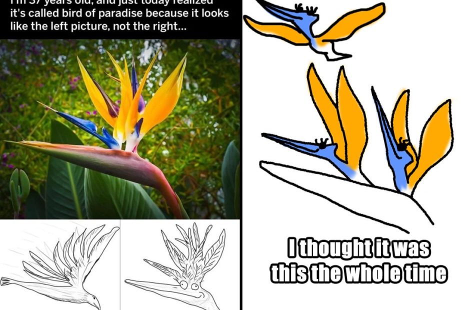 I Just Saw That Bird Of Paradise Post In The Front Page. Was My Life A Lie  Too???!!?! : R/Funny